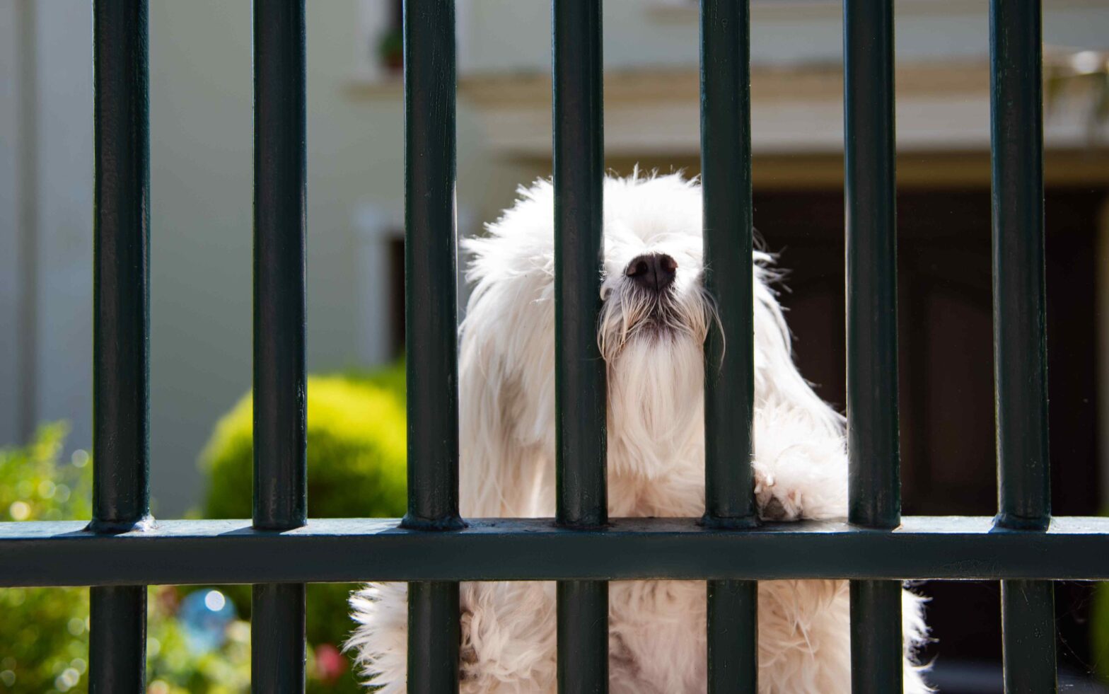 Photo of a North Dallas Fort Worth aluminum fence